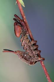 Attēlu rezultāti vaicājumam “Stauropus fagi larva”