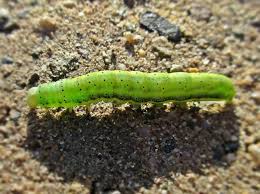 Attēlu rezultāti vaicājumam “Lacanobia oleracea”