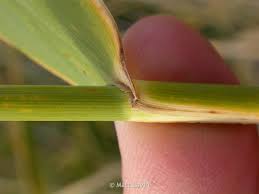 Attēlu rezultāti vaicājumam “Phragmites communis leaf”