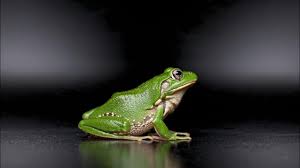 Attēlu rezultāti vaicājumam “Pelophylax adult”