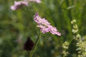 Attēlu rezultāti vaicājumam “Umbelliferae”