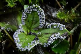 Attēlu rezultāti vaicājumam “Physarum leucopus stalked”