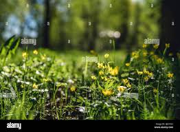Attēlu rezultāti vaicājumam “Ranunculus cassubicus flower”