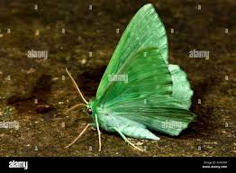 Attēlu rezultāti vaicājumam “Geometra papilionaria”