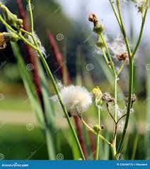 Attēlu rezultāti vaicājumam “Hieracium umbellatum flower”