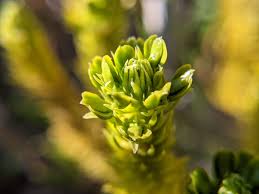 Attēlu rezultāti vaicājumam “Huperzia selago”