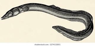 Image result for Anguilla anguilla