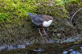 Attēlu rezultāti vaicājumam “Cinclus cinclus”