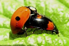 Attēlu rezultāti vaicājumam “Adalia bipunctata”