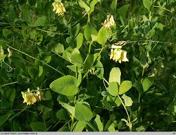 Attēlu rezultāti vaicājumam “Vicia pisiformis”