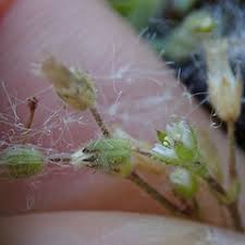 Attēlu rezultāti vaicājumam “Cerastium semidecandrum leaf”