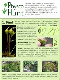 Attēlu rezultāti vaicājumam “Physcomitrium pyriforme sporophyte”