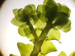 Attēlu rezultāti vaicājumam “Porella cordaeana”