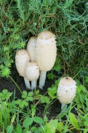 Attēlu rezultāti vaicājumam “Coprinus comatus”