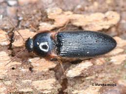 Attēlu rezultāti vaicājumam “Tetratoma ancora”