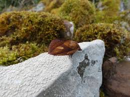 Attēlu rezultāti vaicājumam “Euthrix potatoria imago”