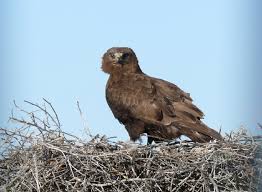 Attēlu rezultāti vaicājumam “Buteo buteo nest”