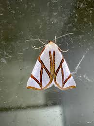 Attēlu rezultāti vaicājumam “Depressaria olerella imago”