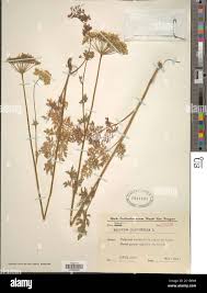 Attēlu rezultāti vaicājumam “Selinum carvifolia”