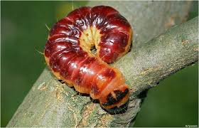 Attēlu rezultāti vaicājumam “Lamellocossus terebra”