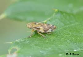 Attēlu rezultāti vaicājumam “Philaenus spumarius nymph”