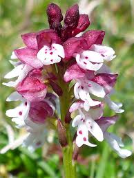 Attēlu rezultāti vaicājumam “Orchis ustulata”