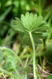 Attēlu rezultāti vaicājumam “Geranium molle leaf”