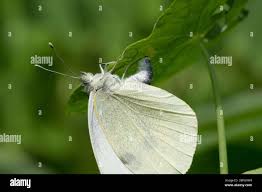 Attēlu rezultāti vaicājumam “Pieris brassicae underside”