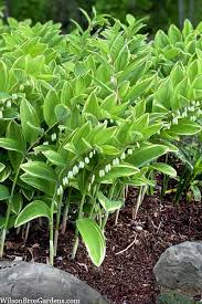 Attēlu rezultāti vaicājumam “Polygonatum odoratum”