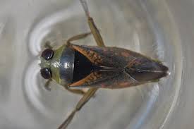 Attēlu rezultāti vaicājumam “Blepharidopterus angulatus imago”