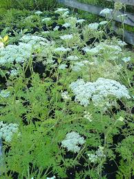 Attēlu rezultāti vaicājumam “Cenolophium denudatum”