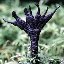 Attēlu rezultāti vaicājumam “Xylaria”