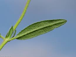 Attēlu rezultāti vaicājumam “Helianthemum nummularium leaf”
