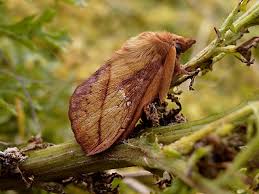 Attēlu rezultāti vaicājumam “Euthrix potatoria imago”