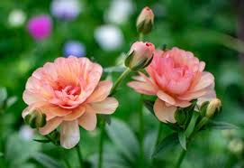 Attēlu rezultāti vaicājumam “Ranunculus elatior flower”