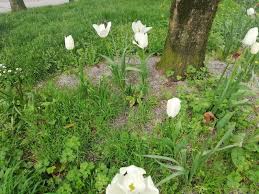 Attēlu rezultāti vaicājumam “Tulipa gesneriana”
