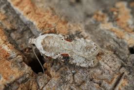 Attēlu rezultāti vaicājumam “Agonopterix alstromeriana”
