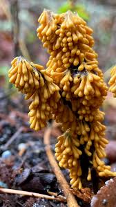 Attēlu rezultāti vaicājumam “Leocarpus fragilis stalked”