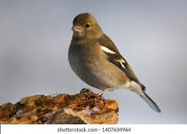 Attēlu rezultāti vaicājumam “Fringilla coelebs female”