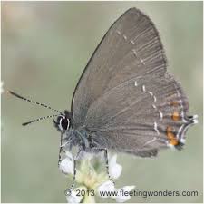 Attēlu rezultāti vaicājumam “Satyrium ilicis underside”