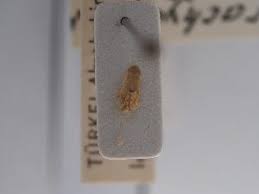 Attēlu rezultāti vaicājumam “Psallus sp. imago”