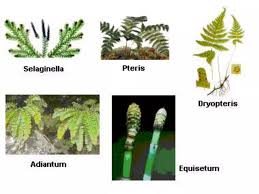 Attēlu rezultāti vaicājumam “Pteropsida”