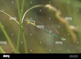 Attēlu rezultāti vaicājumam “Lestes virens”