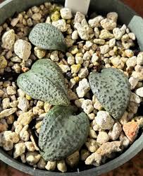 Attēlu rezultāti vaicājumam “Stemonitopsis amoena”