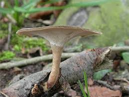 Attēlu rezultāti vaicājumam “Polyporus brumalis”