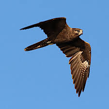 Image result for Falcons Black