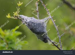 Attēlu rezultāti vaicājumam “Eriogaster lanestris larva”