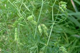 Attēlu rezultāti vaicājumam “Vicia hirsuta fruit”