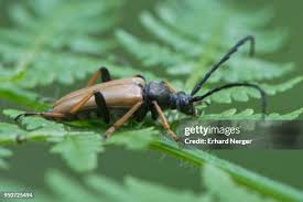 Attēlu rezultāti vaicājumam “Hylecoetus dermestoides male”