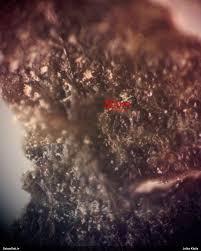 Attēlu rezultāti vaicājumam “Lycogala paraconfusum macro”